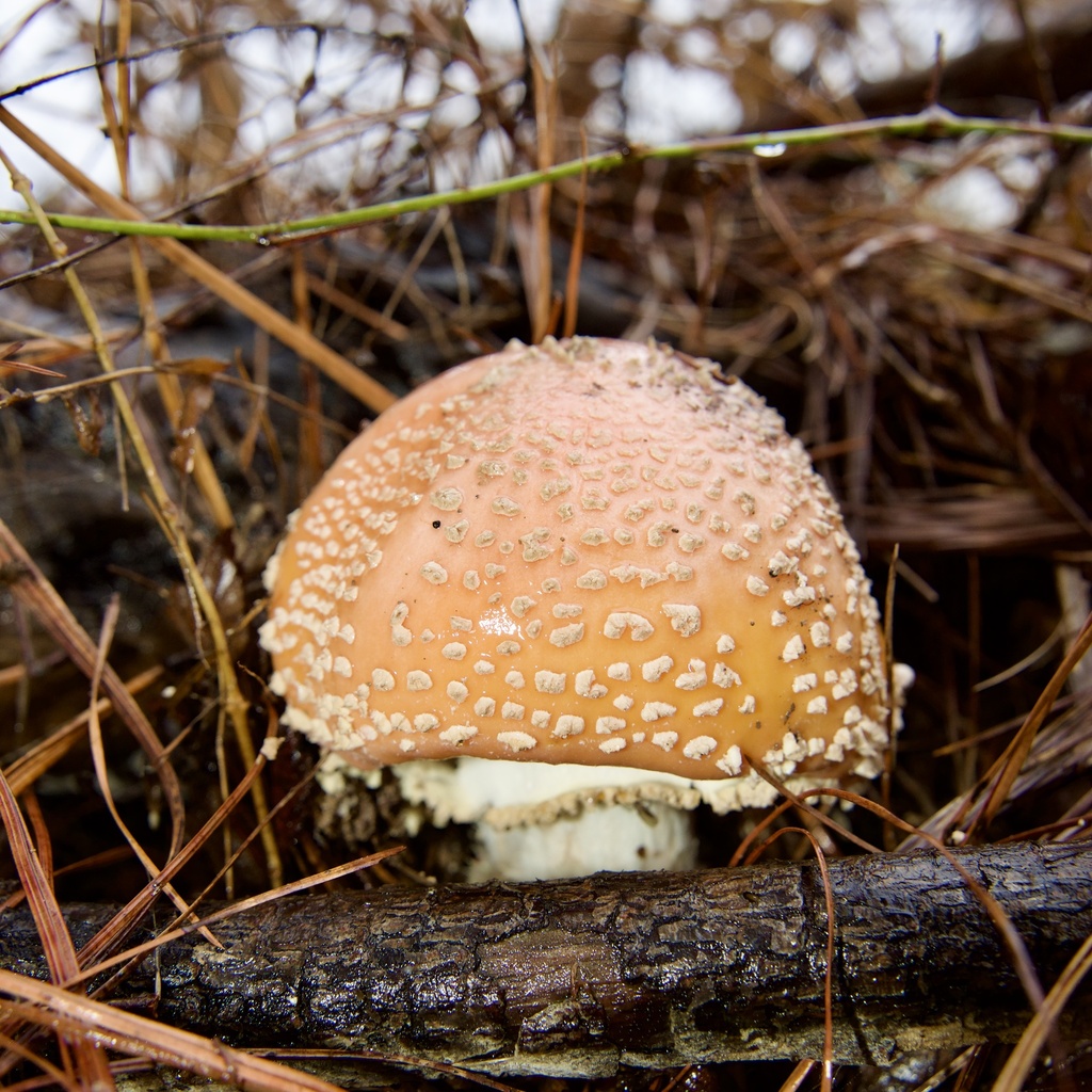 Amanita persicina · November 2025 · photo: © jnemoebright (iNaturalist, cc-by)