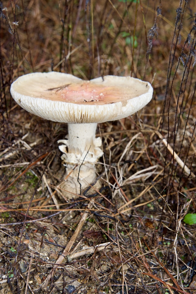 Amanita persicina · November 2025 · photo: © jnemoebright (iNaturalist, cc-by)