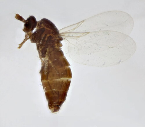 Swammerdamella brevicornis