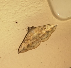 Anticarsia irrorata