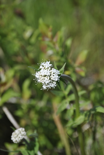 Marsh Valerian (Valeriana uliginosa)