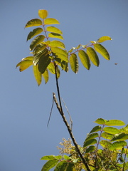 Toxicodendron striatum