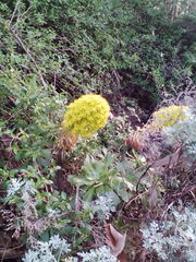 Aeonium arboreum holochrysum