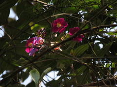 Andesanthus lepidotus