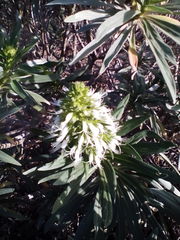 Echium giganteum