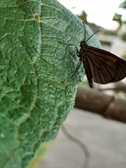 Lepidoptera