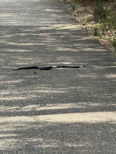 Red-bellied Black Snake sighting