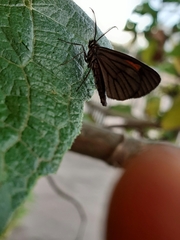 Lepidoptera