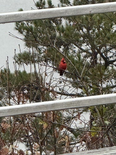 Northern Cardinal photographed in Arkansas