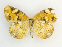 Phyciodes batesii anasazi