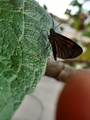 Lepidoptera