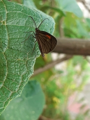 Lepidoptera