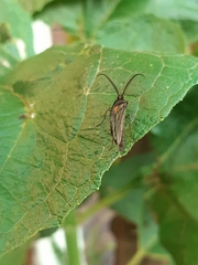Lepidoptera