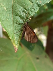 Lepidoptera