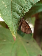 Lepidoptera