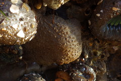Eudistoma psammion
