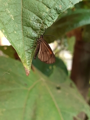 Lepidoptera