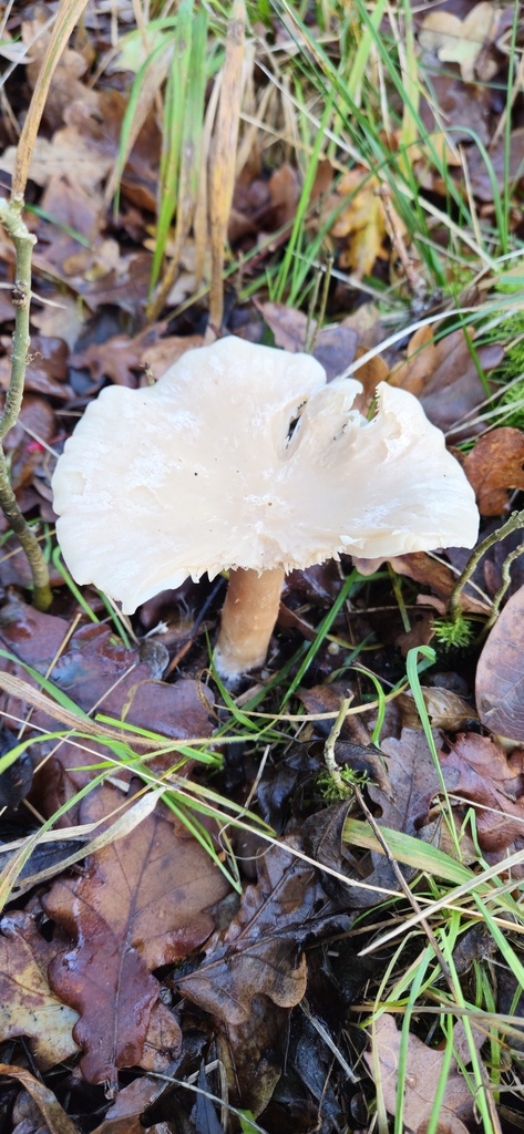 Infundibulicybe geotropa · November 2025 · photo: © catalyst_99 (iNaturalist, cc-by)