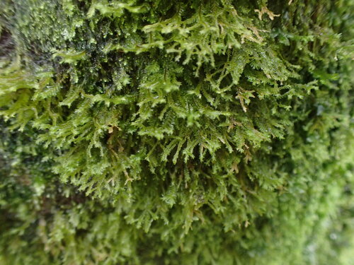 Plagiochila remyana observed 2025-11-21