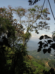Heliocarpus americanus