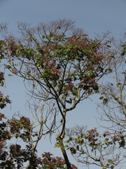 Heliocarpus americanus