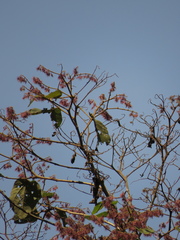 Heliocarpus americanus