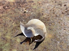 Otala lactea