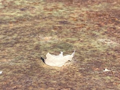Otala lactea