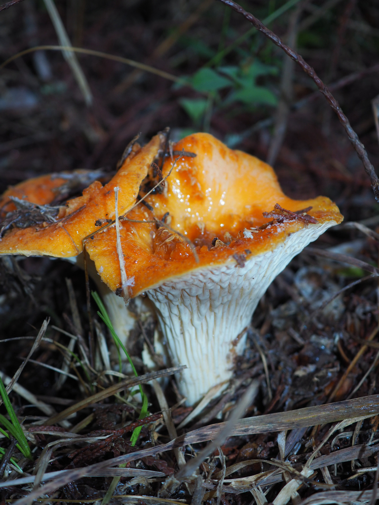 Turbinellus floccosus · November 2025 · photo: © marsupialsoup (iNaturalist, cc-by)