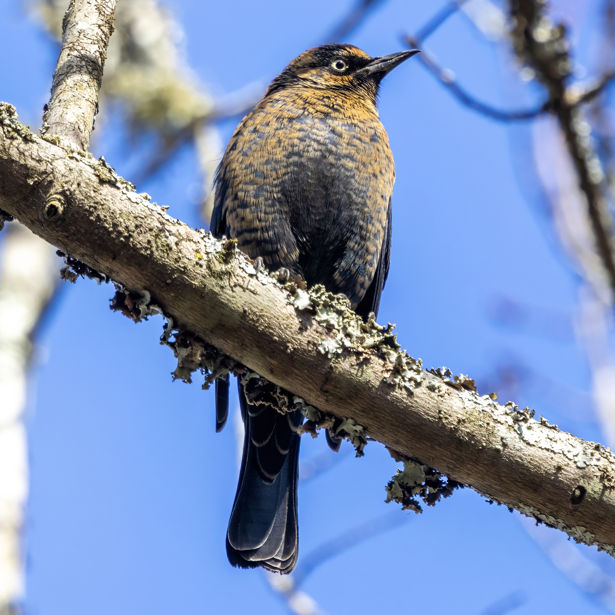 Rusty Blackbird (Euphagus carolinus)