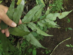 Blechnum cordatum