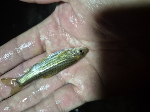 Striped gudgeon (Gnathopogon strigatus) — Cyprinidae — 2