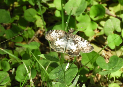 White-patterned Skipper photo 5