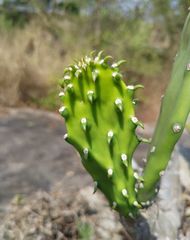 Image of Opuntia cochenillifera
