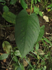 Anthurium myosuroides