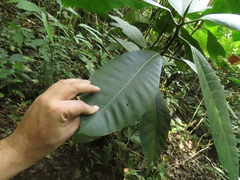 Ficus tonduzii