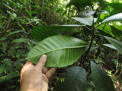 Ficus tonduzii