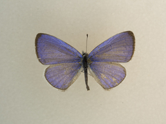 Celastrina echo cinerea