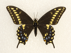 Papilio machaon bairdii