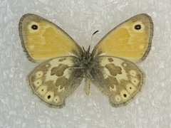 Coenonympha california furcae