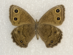 Cercyonis sthenele masoni