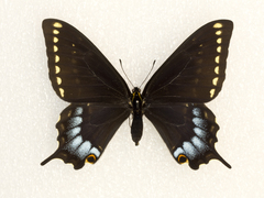 Papilio indra