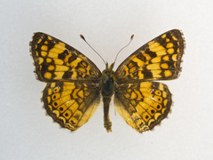Phyciodes pallida