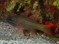 Ostorhinchus multilineatus