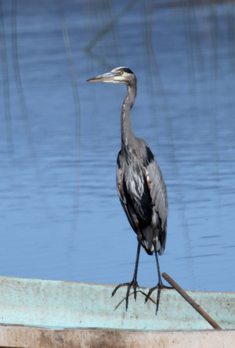 Great Blue Heron