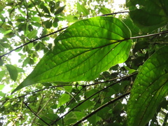 Piper crassinervium