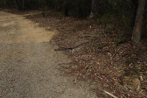Red-bellied Black Snake sighting