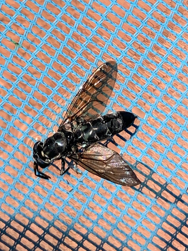 Unknown species found near E Poinsettia Dr, Scottsdale, AZ, US