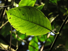 Dendrophorbium barkleyanum