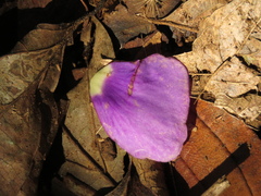 Andesanthus lepidotus